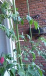 P1040149Schwarze von der Krim.JPG