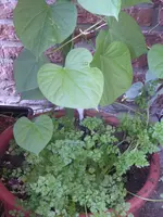 P1040151Kerbel.webp