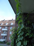 P1040152Prunkwinden.JPG