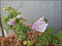 c012.webp