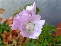 c013.webp