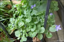 c014.webp