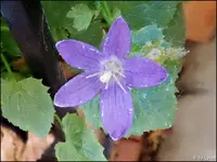 c015.jpg
