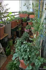 c016.webp