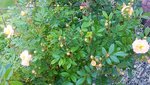 20210616_111526.jpg