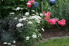 Orlaya0118.webp