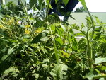 IMG_20210617_115527.jpg