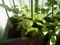 IMG_20210617_115425.webp