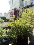 IMG_20210617_115723.jpg