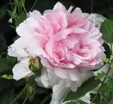 IMG_4238 (2).webp
