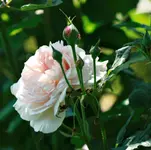 _MG_0253.webp