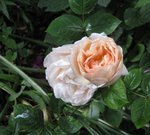 IMG_4252.JPG