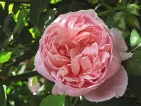 IMG_4405.webp