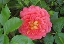 IMG_1749.webp