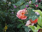 IMG_4553.JPG