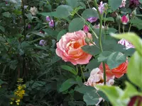 IMG_4553.webp