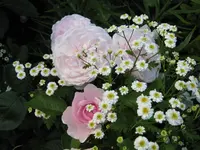 IMG_4425.webp