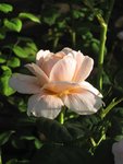 IMG_4081.JPG