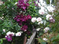 IMG_4504.webp