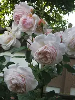 IMG_4514.webp