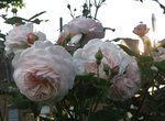 IMG_4515.JPG