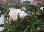 IMG_4516.JPG