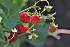 image005.webp