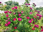 Rose Tuscany 2.jpg
