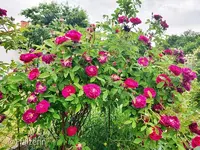 Rose Tuscany 2.webp