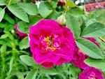 Rose Tuscany 3.jpg