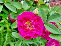 Rose Tuscany 3.webp