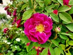 Rose Tuscany 4.jpg
