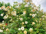 Rose Ghislaine 2.jpg