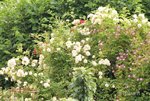 Rose Ghislaine 4.jpg