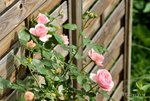 Rose Giardina 2.jpg