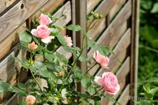 Rose Giardina 2.webp