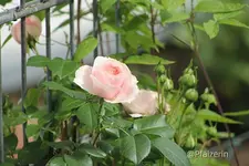 Rose Giardina 3.webp