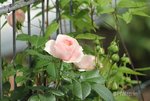 Rose Giardina 3.jpg