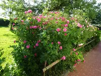 DSC01784.webp