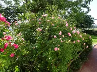 DSC01785.webp