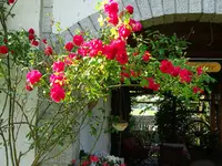 DSC01787.webp