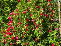 DSC01794.webp