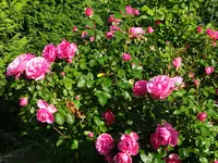DSC01797.webp