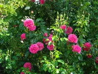 DSC01800.webp