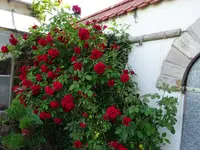 DSC01802.webp