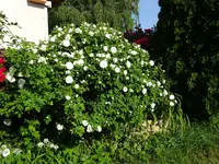 DSC01805.webp