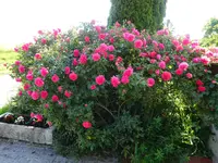 DSC01810.webp