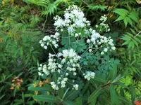 weisse wiesenraute.webp