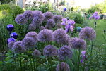 Allium   0921.JPG