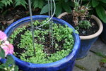 Kletterndes Löwenmäulchen  0221.JPG